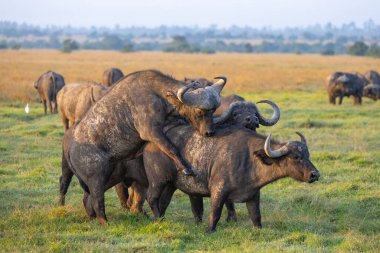 Ol Pajeta Koruma Alanı, Laikipia, Kenya
