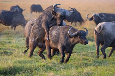 Ol Pajeta Koruma Alanı, Laikipia, Kenya