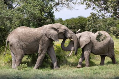 Ol Pajeta Conservancy, Laikipia, Kenya clipart