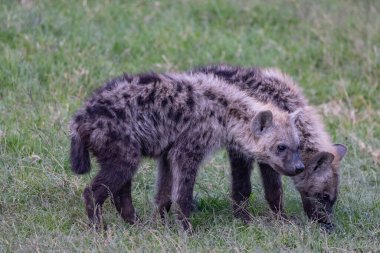 Ol Pajeta Koruma Alanı, Laikipia, Kenya