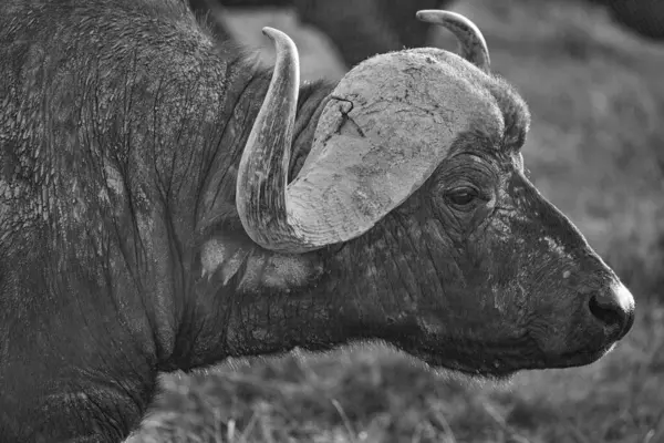 Ol Pajeta Koruma Alanı, Laikipia, Kenya