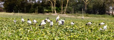 Kenya Hayvanlı Naivasha Gölü