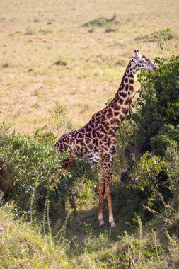 Bir zürafa (muhtemelen bir Masai zürafası, şablon göz önüne alındığında) çimenli bir savanada yeşillik üzerinde gezinmektedir. Zürafa yaprakları yemek için uzun boynunu bir çalılığa uzatıyor. Görüntü zürafanın çevreyle etkileşimini gösteriyor. Girayı vurguluyor.
