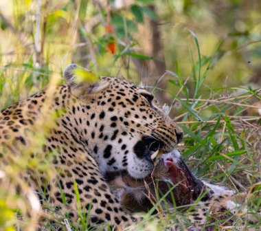 Bir leopar (muhtemelen bir dişi) uzun otların içinde bir leşle beslenir. Leopar, muhtemelen bir memeli olan hayvanın bir kısmını aktif olarak yiyor. Bu da vahşi doğadaki yırtıcı-av ilişkisini gösteriyor. Görüntü leoparın odaklandığı yeri gösteriyor.