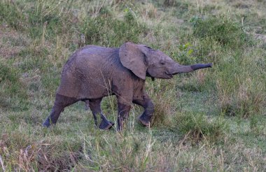 Genç bir Afrika fili, muhtemelen bir buzağı, uzun çimlerde yiyecek arıyor. Yavru bitki örtüsünün içinden geçiyor, gövdesi uzanıyor, muhtemelen yiyecek arıyor. Görüntü buzağının çevreyle olan etkileşimini gösteriyor, doğayı vurguluyor. 