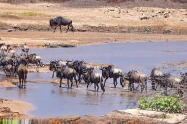 Büyük bir antilop sürüsü (muhtemelen yüzlerce) bir nehri geçiyor. Antiloplar sığ sularda yüzüyor, bazıları akıntının ortasında, diğerleri uzak kıyılarda. Eylem, büyük olasılıkla ateş ihtiyacından kaynaklanan büyük çaplı bir göçü işaret ediyor.