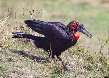 Güneyli bir Hornbill (Bucorvus Leadbeateri) çalılıklarda yiyecek arıyor. Kuş bir çekirgeyi gagasında tutuyor, muhtemelen yeni bir av. Boynuz gagasının belirgin kırmızı cüppesi ve gagası açıkça görülebiliyor.