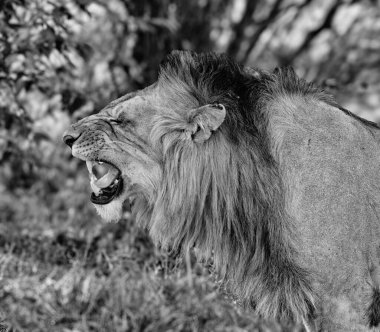 Kükreyen bir aslanın gri tonlu yakın çekimi. Aslanın ağzı sonuna kadar açık, dişlerini gösteriyor. Görüntü aslanın güçlü ifadesine ve yelesinin ve kürkünün dokusuna odaklanıyor. Arka plan bulanık, aslanı merkez su olarak vurguluyor.