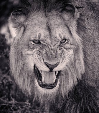 Bir aslanın yakın plan gri tonlu görüntüsü, vahşi bir ifade sergiliyor. Aslanın ağzı sonuna kadar açıktır, dişleri açıktır, ve gözleri daralır, bu da saldırmaya hazır olduğunu gösterir. Görüntü aslanın yüz hatlarına ve gücüne odaklanıyor.