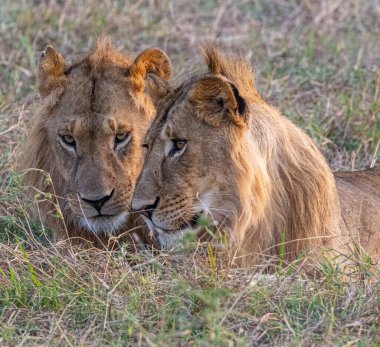 İki genç erkek aslan, muhtemelen kardeş ya da yakın akraba, dinleniyor ya da uzun otların arasında tımarlıyorlar. Yakınlıkları bir bağ ya da yakınlık olduğunu gösteriyor. Bu görüntü, Afrika bozkırlarında bir huzur ve sessizlik anı yakalıyor..