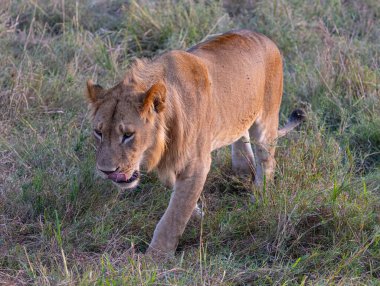 Bir aslan, muhtemelen bir dişi, uzun otların içinde yiyecek arıyor. Aslan aktif olarak yiyecek arıyor, muhtemelen küçük av ya da böcekler, bitki örtüsünün içinden geçerek. Görüntü, aslanın zemini incelerken çevresine gösterdiği dikkati gösteriyor..