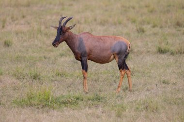 Bir Topi antilobu doğal ortamında otlamayı durdurur, muhtemelen savanayı potansiyel tehditler için tarar. Bu sosyal hayvanlar, Afrika 'nın açık otlaklarında gelişmelerini sağlayan hız ve çeviklikleriyle tanınırlar..