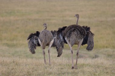 Bir çift Greater Rheas Güney Amerika pampaları boyunca kasıla kasıla yürür. Tüylü tüyleri, yiyecek ararken ve yırtıcılara karşı tetikte beklerken sergilenir. Bu büyük, uçamayan kuşlar ekosistemin önemli bir parçasıdır.