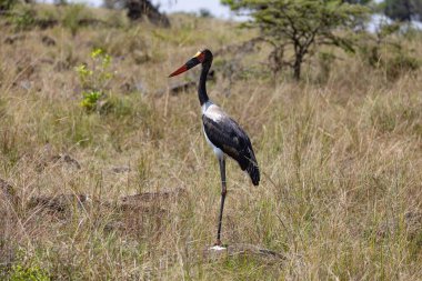 Tek başına bir eyer gagalı leylek Afrika savanasında dimdik durur, kırmızı gagası ve siyah ve beyaz tüyleri kuru otların tam zıttıdır. Muhtemelen bir sonraki balık, amfibi ya da küçük sürüngenlerden oluşan yemeğini arıyor..