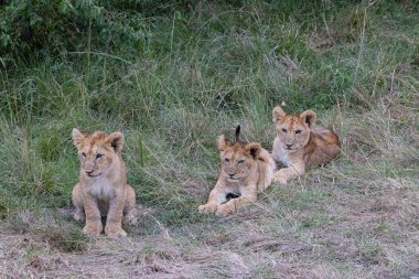 Üç aslan yavrusu, muhtemelen annelerinin avdan dönmesini bekleyerek uzun otların arasında mola verir. Bu yavrular savananın yollarını öğreniyorlar ve dinlenmek büyümeleri ve gelişmeleri için gerekli..