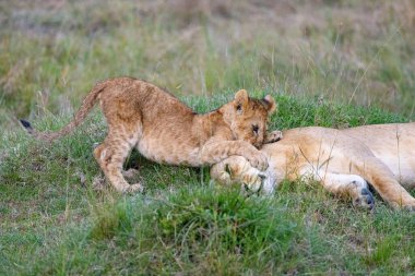 Savanada oyun zamanı! Bu genç aslan yavrusu annesinin üzerine neşeyle atlıyor, avlanma becerilerini geliştiriyor ve bağlarını güçlendiriyor..