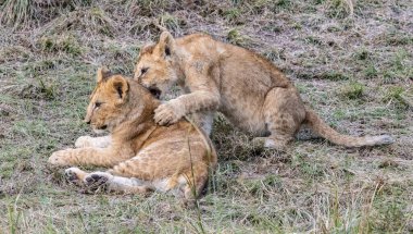 Savanada oyun zamanı! Bu iki aslan yavrusu, gelişimlerinin önemli bir parçası olan eğlenceli güreş sayesinde avlanma yeteneklerini geliştiriyorlar..