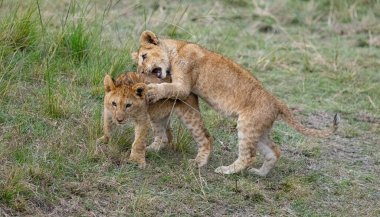En iyi kardeş rekabeti! Bu iki aslan yavrusu uzun otların arasında neşeyle güreşiyor, gelecekteki avlar ve egemenlik için yeteneklerini geliştiriyorlar..