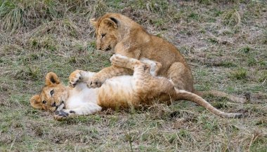 Savanada oyun zamanı! Bu iki aslan yavrusu yeteneklerini, gelecekteki avcılar ve sürü üyeleri olarak gelişimlerinin önemli bir parçası olan eğlenceli güreş vasıtasıyla geliştiriyorlar..