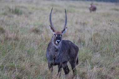 A male waterbuck stands alert in the tall grasses of its natural habitat, likely scanning for predators or potential mates. His impressive, ridged horns are a testament to his maturity and dominance within the herd. Another waterbuck can be seen in t clipart