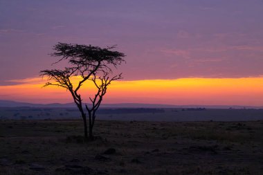 Yalnız bir akasya ağacı, Afrika savanasında gün doğumunun canlı renklerine karşı durarak bu ikonik manzaranın vahşi yaşam ve ekosistemleri için yeni bir günün başlangıcını simgeler..