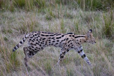 Bir serval kedisi uzun bacaklarını kullanarak avını aramak için Afrika habitatının uzun otlarında gezinir..