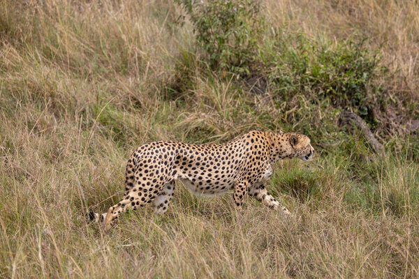 Гепард незаметно пробирается через высокие травы, вероятно, на охоту за своей следующей едой. Его пятнистое пальто обеспечивает превосходный камуфляж в этой среде.