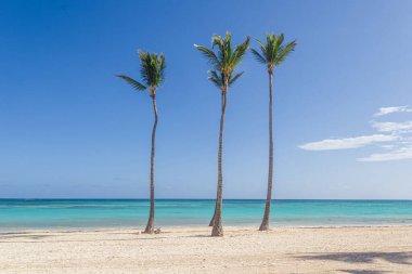Juanillo Plajı 'ndaki palmiye ağaçları, Cap Cana Punta Cana, Dominik Cumhuriyeti