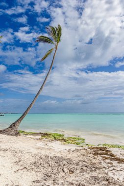 Juanillo sahilindeki palmiye ağacı, Kaptan Cana Punta Cana, Dominik Cumhuriyeti