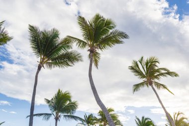 Juanillo Plajı 'ndaki palmiye ağaçları, Cap Cana Punta Cana, Dominik Cumhuriyeti