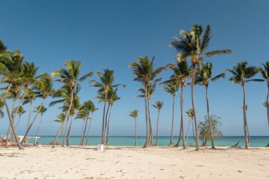 Juanillo Plajı 'ndaki palmiye ağaçları, Cap Cana Punta Cana, Dominik Cumhuriyeti