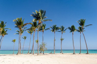 Juanillo Plajı 'ndaki palmiye ağaçları, Cap Cana Punta Cana, Dominik Cumhuriyeti