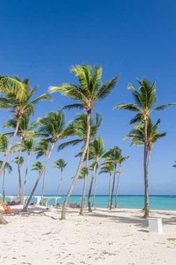 Juanillo Plajı 'ndaki palmiye ağaçları, Cap Cana Punta Cana, Dominik Cumhuriyeti