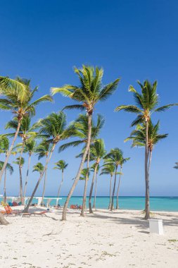 Juanillo Plajı 'ndaki palmiye ağaçları, Cap Cana Punta Cana, Dominik Cumhuriyeti