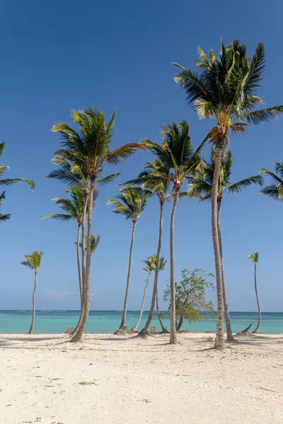 Juanillo Plajı 'ndaki palmiye ağaçları, Cap Cana Punta Cana, Dominik Cumhuriyeti