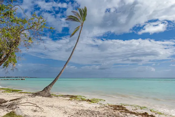 Juanillo Plajı 'ndaki palmiye ağaçları, Cap Cana Punta Cana, Dominik Cumhuriyeti