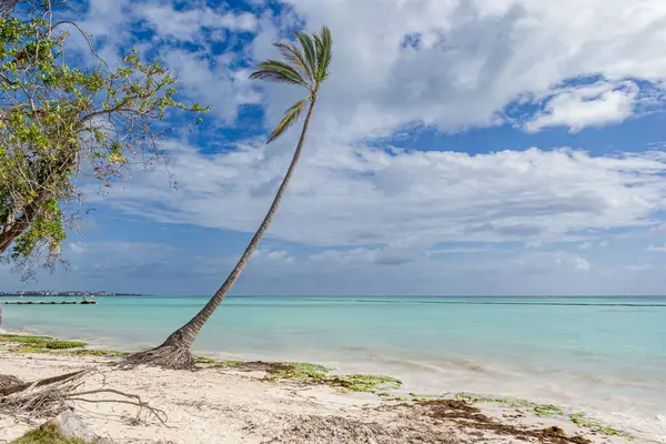 Juanillo Plajı 'ndaki palmiye ağaçları, Cap Cana Punta Cana, Dominik Cumhuriyeti