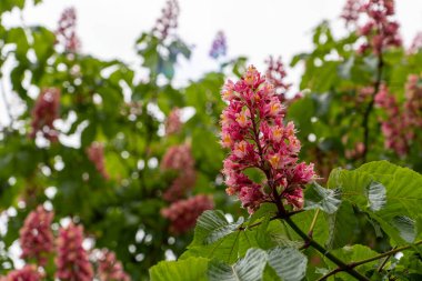 Bahçedeki kırmızı çiçek