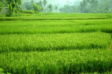 Pirinç alan, Bali, Endonezya