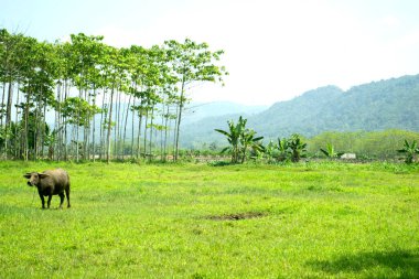 Ağaçlı yeşil alan ve arka planda dağ