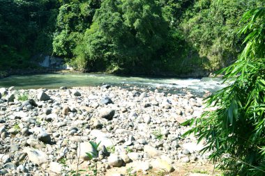 Ormandaki nehrin güzel manzarası