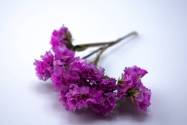 Pürüzsüz beyaz bir yüzeye serilmiş mor, parlak, kurumuş bir çiçek resmi. Çiçekler, kuruma sürecine rağmen canlı renklerini koruyan hassas dallı taç yapraklarıyla bir araya toplanmış oluşum sergiliyorlar..