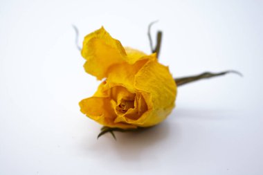 Beyaz arka planda sarı gül. Kurumuş sarı bir gül beyaz bir arka planda yatıyor. Yaprakları buruşmuş ve kıvrılmış. Bir zamanlar canlı olan çiçeğin, hassas damarlarını ve korunmuş şeklini vurgulayan dokulu bir yüzeyi vardır..