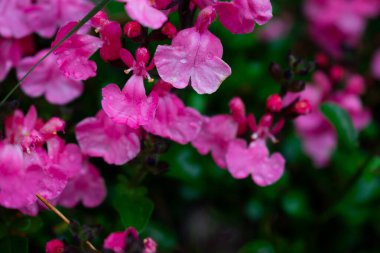 Salvia cinsine benzeyen pembe çiçekler, yağmur damlalarıyla süslenmiş. Yapraklar canlı ve narin, yemyeşil yapraklarla çevrili.. 