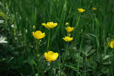 Parlak sarı kır çiçekleri, muhtemelen düğün çiçekleri (Ranunculus cinsi), yemyeşil çimenler ve yaprakların arasına dağılmışlardır. Parlak yaprakları ışığı yakalıyor, yeşilliğe karşı çarpıcı bir kontrast oluşturuyor.