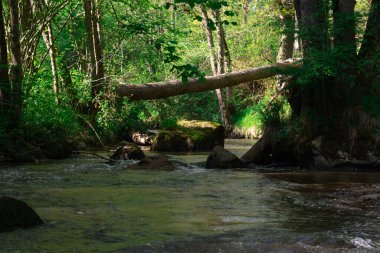 Berrak bir dağ nehri gür yeşillik ve uzun ağaçlarla karakterize edilmiş sık bir ormanın içinden akar. Huzurlu ortam el değmemiş, el değmemiş bir ortam olduğunu gösteriyor..