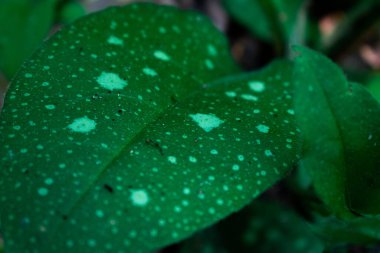 Lekeli yeşil yapraklar, muhtemelen bir Pulmonaria türünden, benekli desenler, gölgeli ormanlık alanlarda yaygın olarak görülen doğal bir çeşitliliği işaret ediyor..