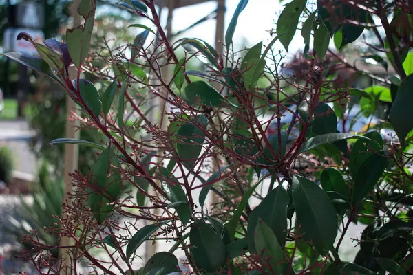 Yakın plan, bir dalda kırmızımsı yeşil fotinia tomurcukları, taze başlangıçları, dayanıklı büyümeyi ve bahar, bahçecilik veya yenilenme temaları için doğanın çiçek açma idealini sembolize eder.