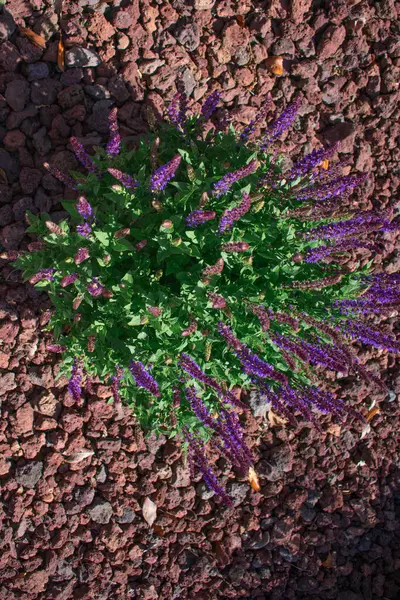 Yeşilin yemyeşil yaprakları ve narin mor çiçeklerin yakın çekimi huzur, canlılık ve gelişen bir bahçenin güzelliğini çağrıştırıyor. Bahçe işleri, sağlık ve çevre kampanyaları için ideal.