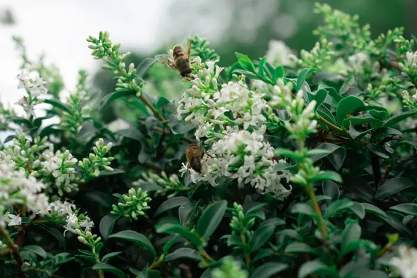 Yakın plan, hassas bir çiçeği özenle tozlaştıran meşgul bir arıyı yakalar. Uyum verimliliğini ve doğal süreçlerin güzelliğini sembolize eder. Çevresel, ekolojik veya ilkbahar temalı içerik için ideal